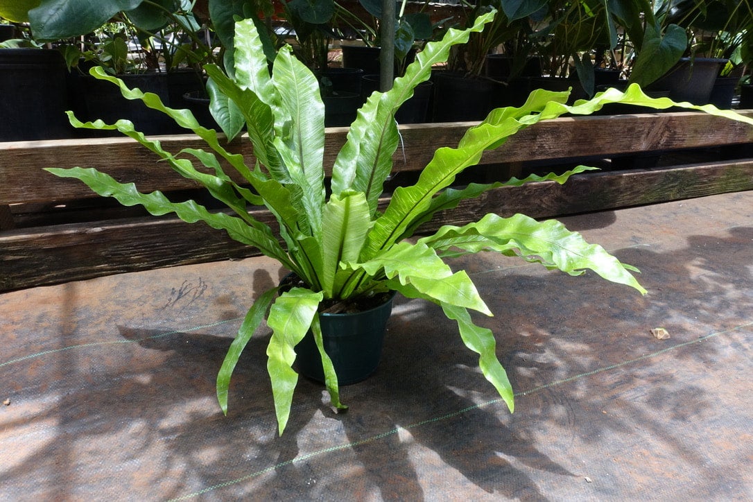 Birds Nest Fern - Variegated | Arnulfo's Orchids